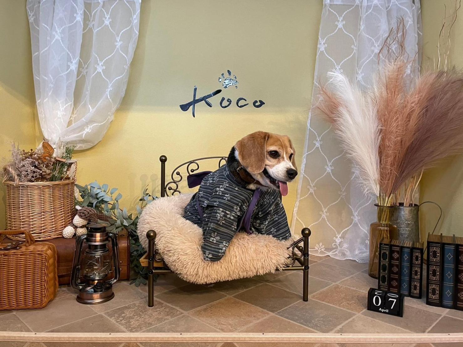伊東市 Koco伊豆高原ヴィラ エクステリア 写真
